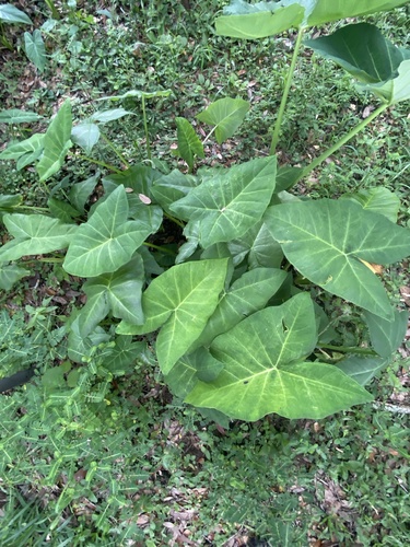 Xanthosoma sagittifolium image