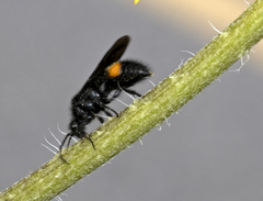 Dasymutilla ursus