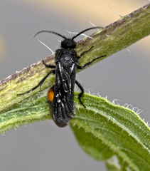 Dasymutilla ursus