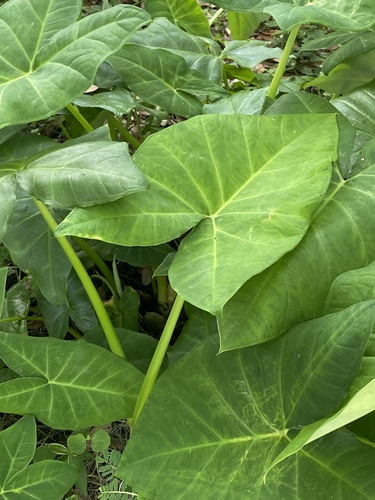 Xanthosoma sagittifolium image