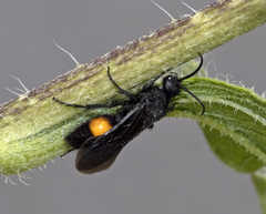 Dasymutilla ursus