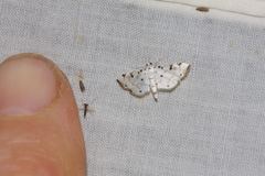 Pycnarmon meritalis