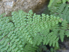 Myriopteris lendigera