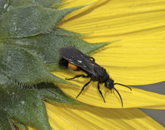 Dasymutilla ursus