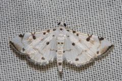 Pycnarmon meritalis