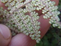 Myriopteris lendigera