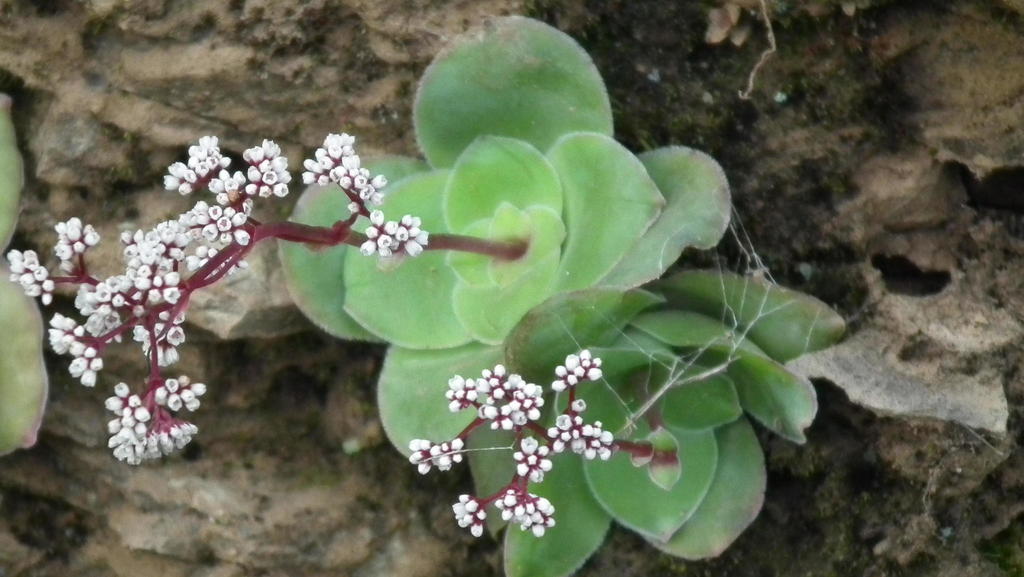 Crassula intermedia, Zuurberg