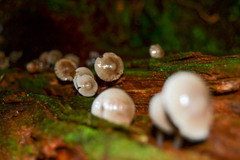 Mycena carmeliana