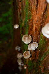 Mycena carmeliana