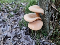 Fungi