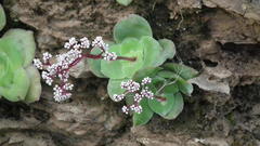 Crassula intermedia
