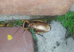Blaberinae