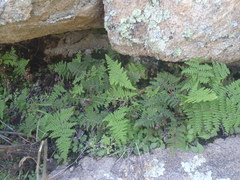 Myriopteris lendigera