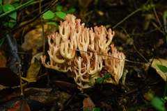 Ramaria