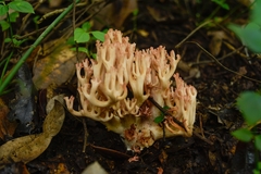 Ramaria