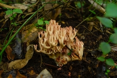 Ramaria
