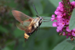 Hemaris diffinis