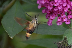 Hemaris diffinis