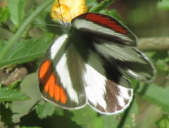 Colotis euippe omphale