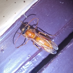 Provespa barthelemyi