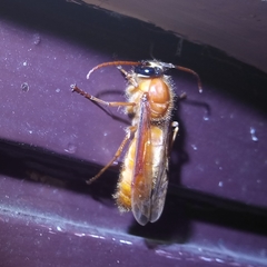 Provespa barthelemyi