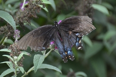 Papilio glaucus