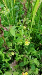 Hypericum boreale