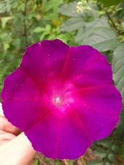 Ipomoea orizabensis