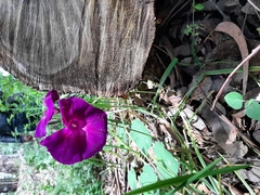 Ipomoea orizabensis