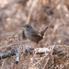 Troglodytes troglodytes