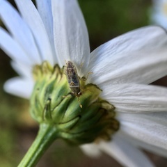 Germalus victoriae