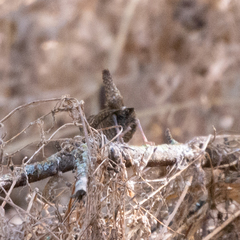 Troglodytes troglodytes