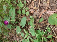 Ipomoea orizabensis