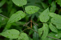 Tipulidae