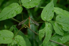 Tipulidae