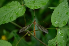Tipulidae