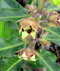 Pachycarpus dealbatus