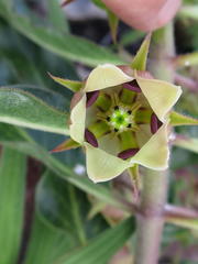 Pachycarpus dealbatus