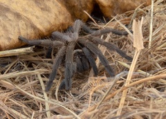 Selenocosmiinae