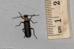 Podabrus quadratus