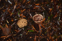 Elaphomyces muricatus