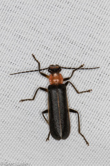 Podabrus quadratus