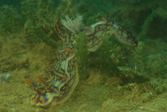 Miamira flavicostata