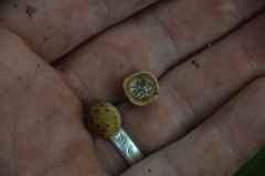 Elaphomyces muricatus