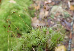 Dicranum howellii
