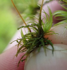 Dicranum howellii