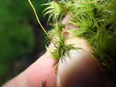 Dicranum howellii