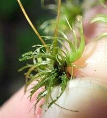 Dicranum howellii