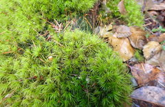 Dicranum howellii