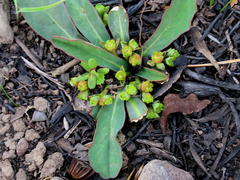 Euphorbia silenifolia